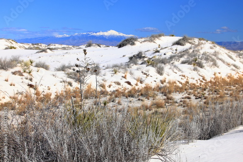 Yucca in the White Sand at White Sands National Park in New Mexico, USA 