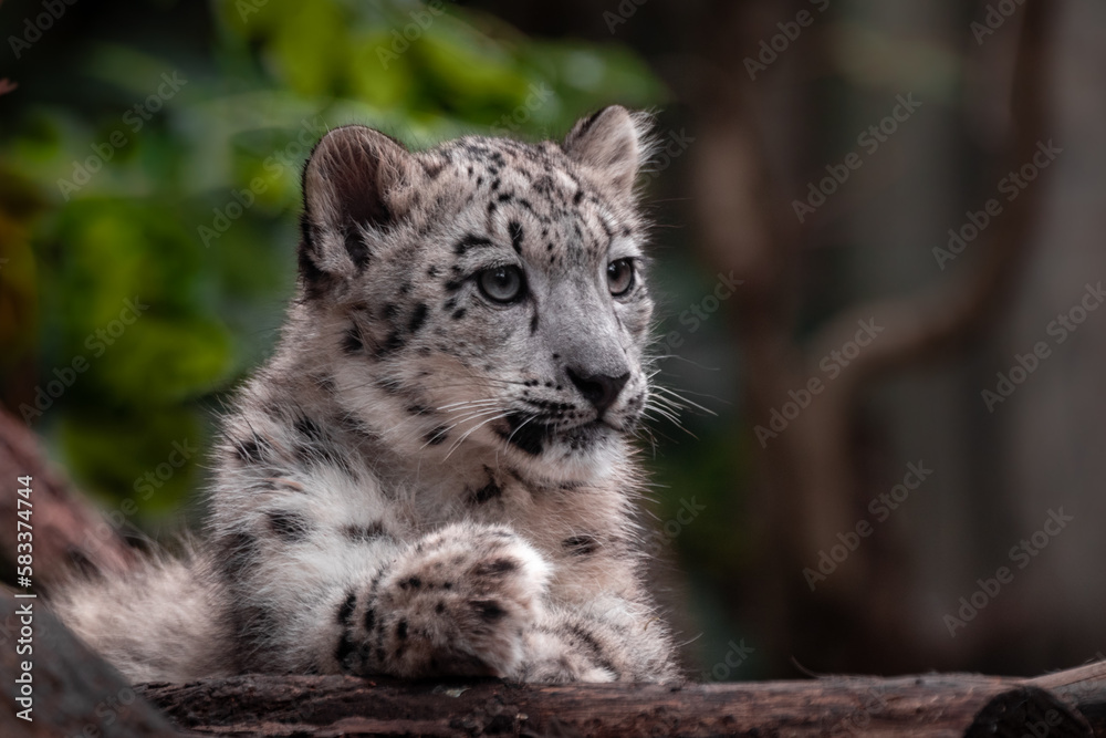 Little snow leopard