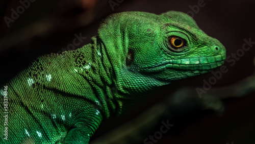 Plumed basilisk