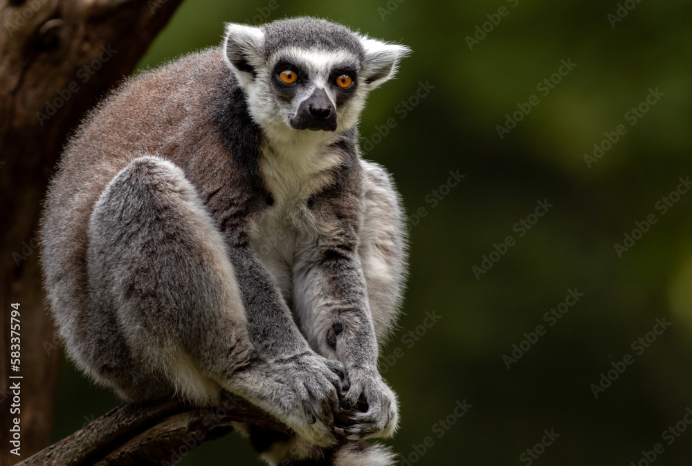 Naklejka premium Ring-tailed lemur