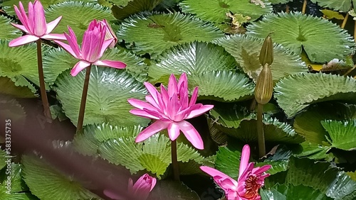 Fényképezés pink water lily