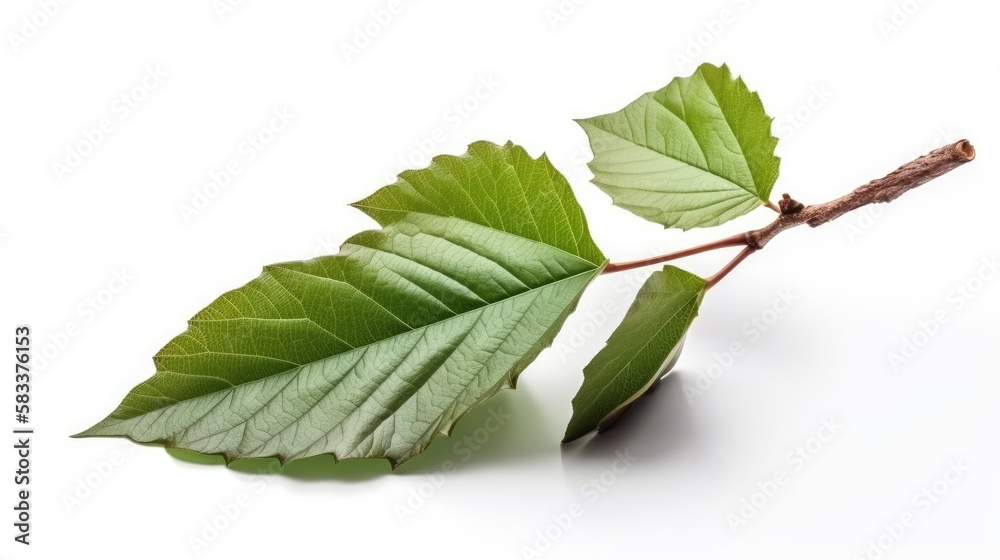 Tree branch with green leaf isolated on white background, generative ai Tree branch with green leaf isolated on white background, generative ai