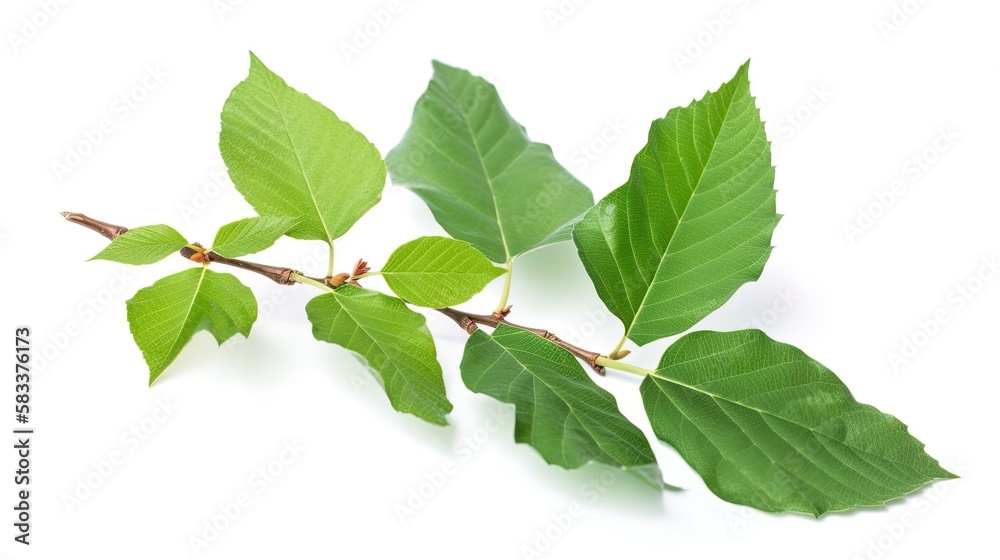 Tree branch with green leaf isolated on white background, generative ai Tree branch with green leaf isolated on white background, generative ai