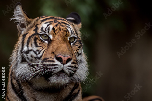 Portrait of Sumatran tiger © Josef