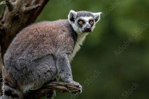 Ring-tailed lemur