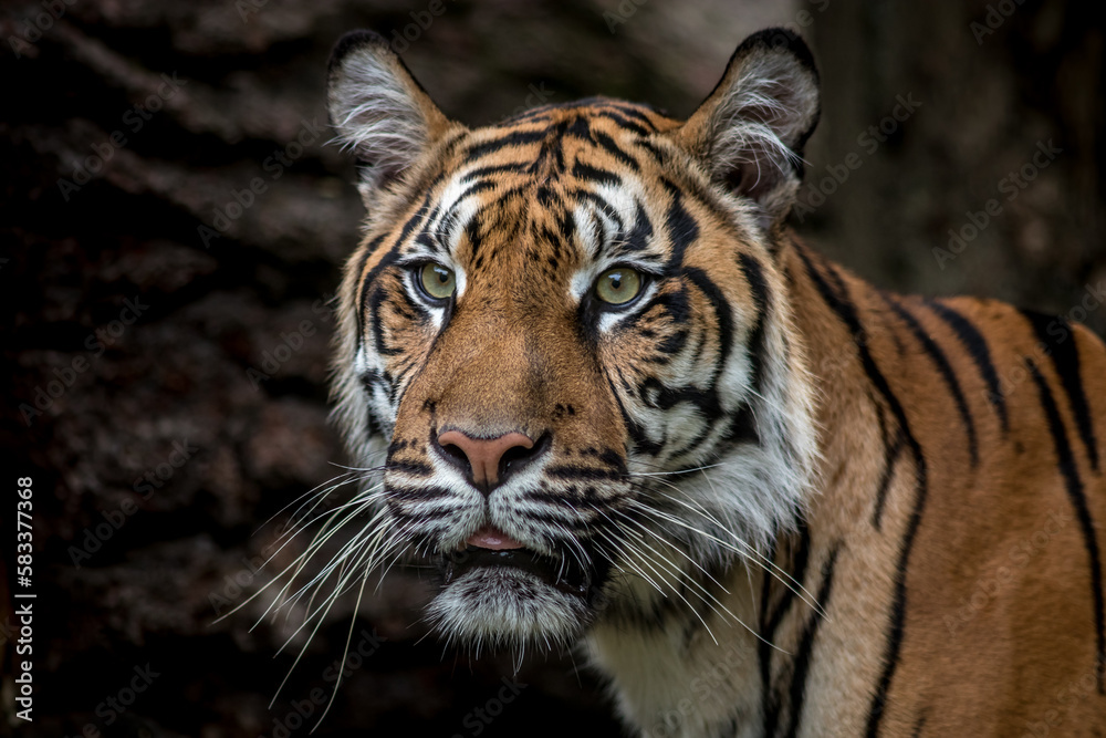 Fototapeta premium Portrait of Sumatran tiger