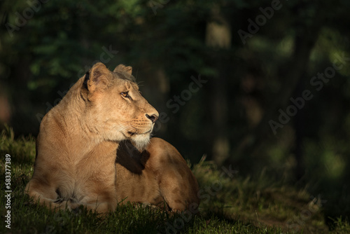 Southern African lion