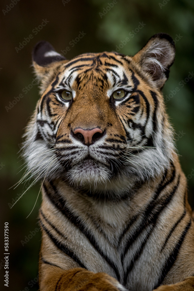 Fototapeta premium Portrait of Sumatran tiger