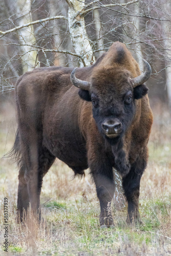 European Bison(Bison bonasus) male