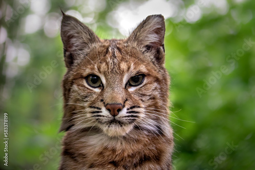 Portrait of Bobcat © Josef