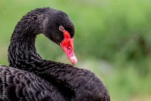 Portrait of Black swan © Josef