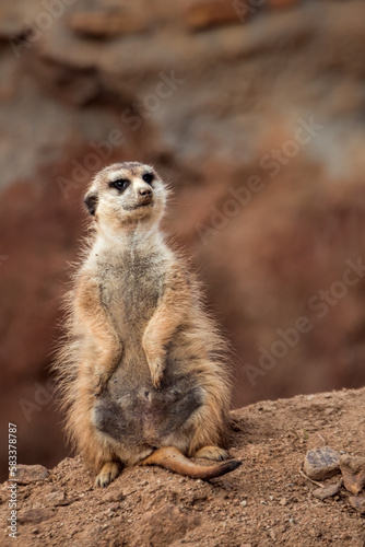Portrait of Meerkat © Josef
