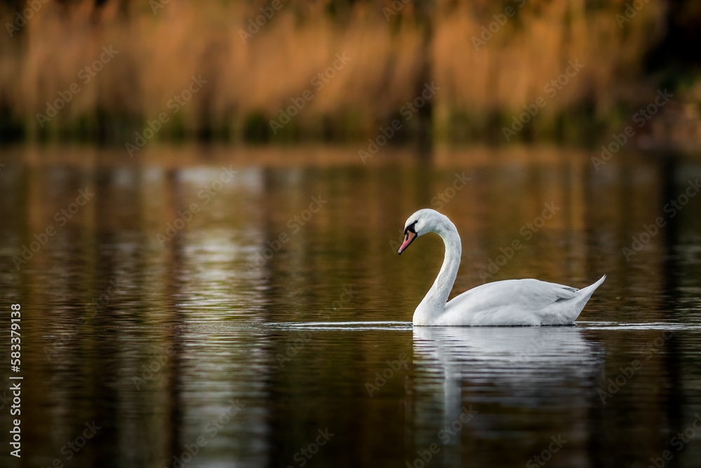 Swan on pond.