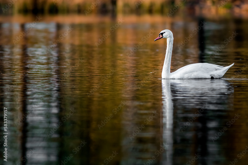 Swan on pond.