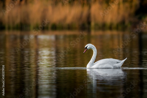 Swan on pond.