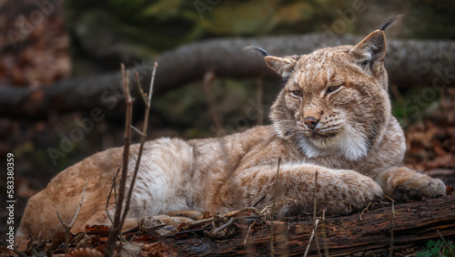 Portrait of Carpathian Lynx.