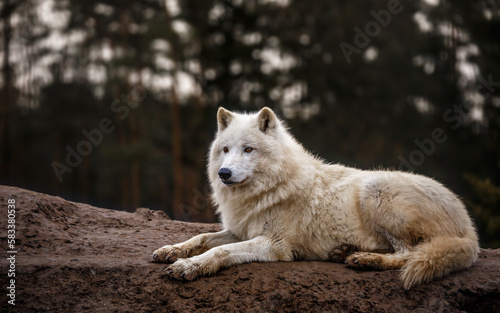 Portrait of Arctic wolf.