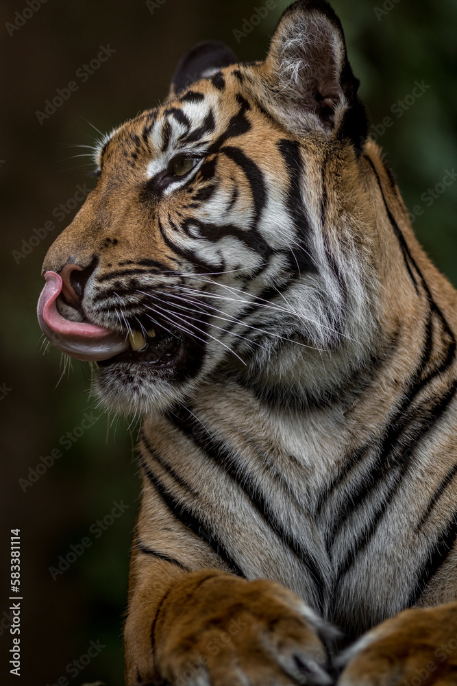 Fototapeta premium Portrait of Sumatran tiger