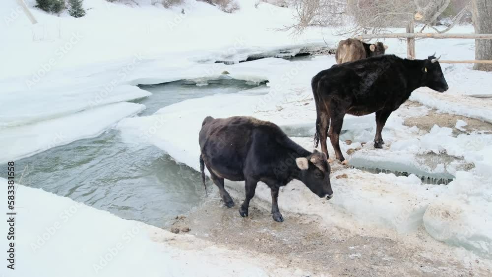 A cow comes out of the river onto the ice near the shore in a snowy winter A cow comes out of the river onto the ice near the shore in a snowy winter