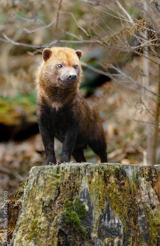 Bush dog photo