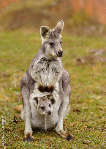 Dusky Pademelon photo
