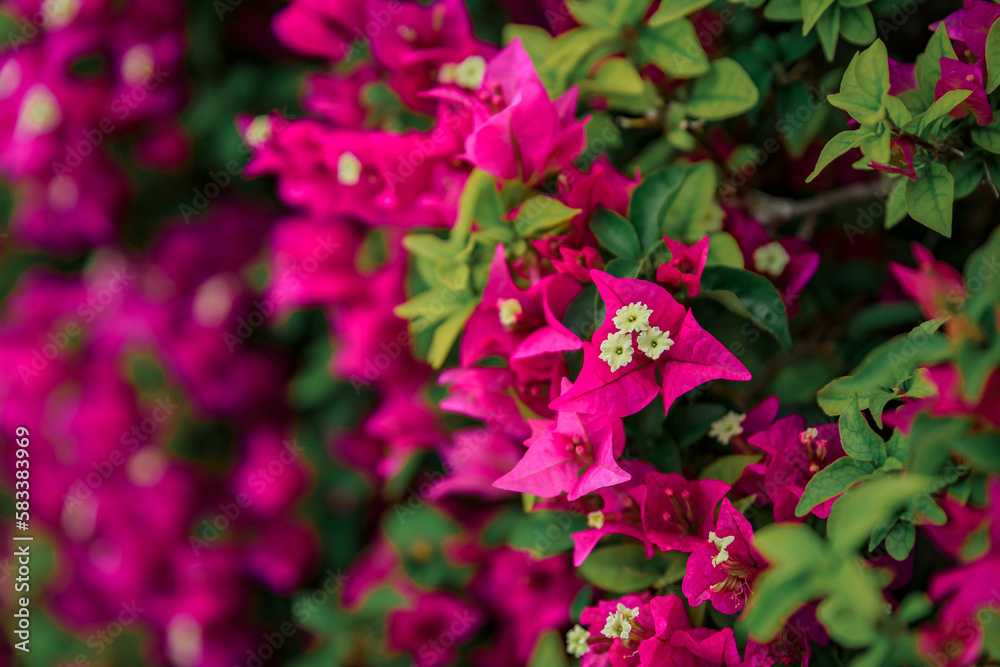 Bougainvillea blossom on a wall in Villefranche sur Mer, in the South of France Bougainvillea blossom on a wall in Villefranche sur Mer, in the South of France