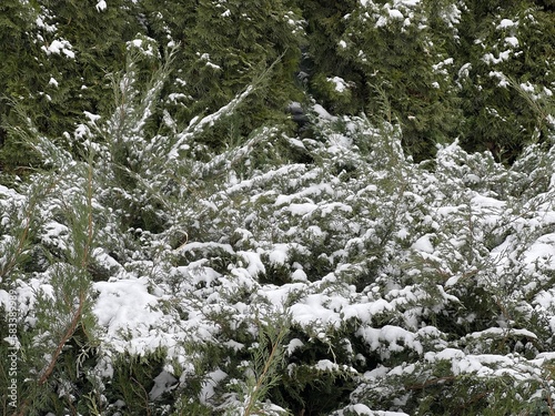 Snow covered branches of Thuja bushes and trees in winter park.