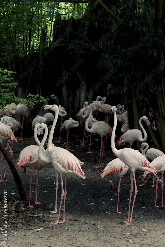 Flock of pink flamingos walking around woods green forest background, wildlife scene from beautiful jungle nature. Flock of pink flamingos walking around woods green forest background, wildlife scene from beautiful jungle nature.