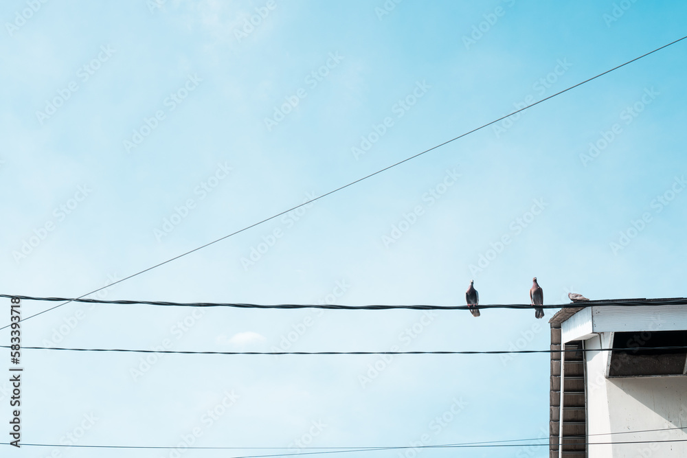 Simplicity in Nature: Small Bird Resting on Wire Against Blue Sky in Minimalist Photo