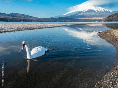 富士山と山中湖のコブハクチョウ