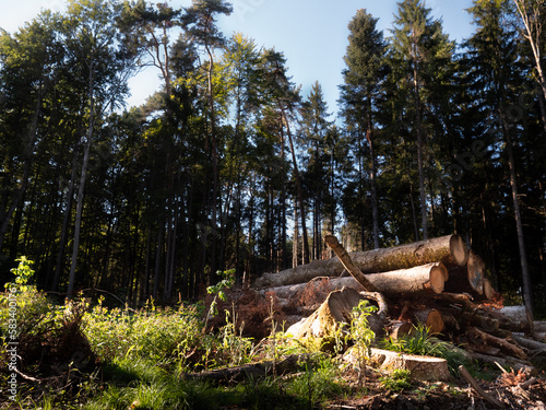 Stack with tree trunks is illuminated by afternoon sun and is surrounded by large fir trees.