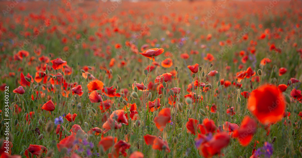Obraz premium Field of poppies selective focus. Nature summer wild flowers. Vivid red flower poppies plant. Buds of wildflowers. Poppy blossom background. Floral botanical freedom mood. Leaf and bush poppy flower.