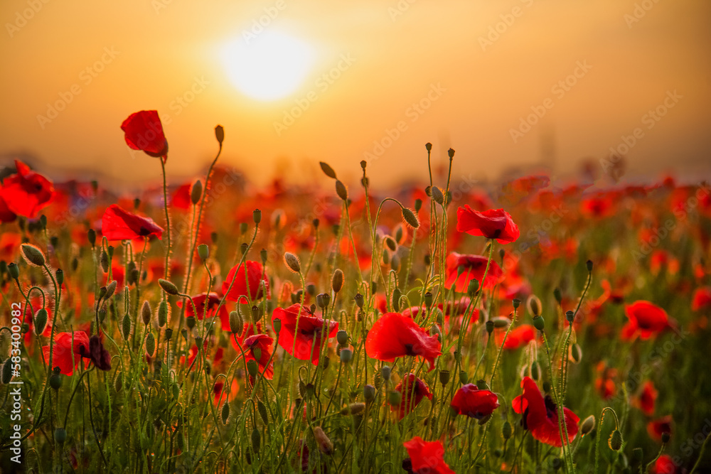 Field of poppies selective focus. Nature summer wild flowers. Vivid red flower poppies plant. Buds of wildflowers. Poppy blossom background. Floral botanical mood. Leaf and bush poppy flower. Sky