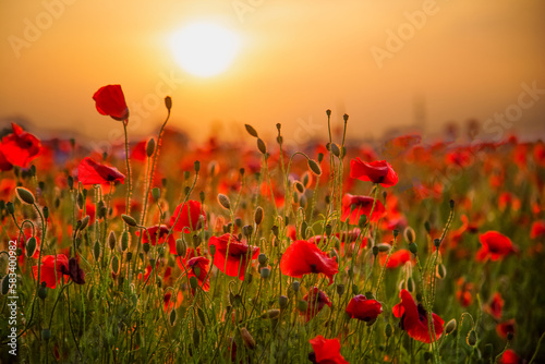 Field of poppies selective focus. Nature summer wild flowers. Vivid red flower poppies plant. Buds of wildflowers. Poppy blossom background. Floral botanical mood. Leaf and bush poppy flower. Sky © Real_life