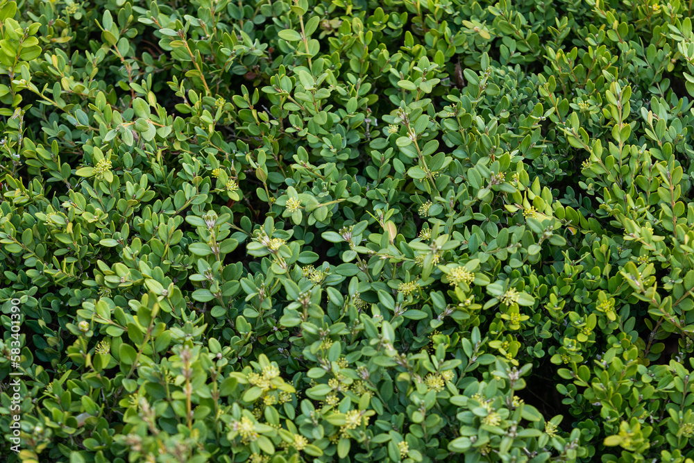 A green leafy plant found on the roadside. Natural texture, green background