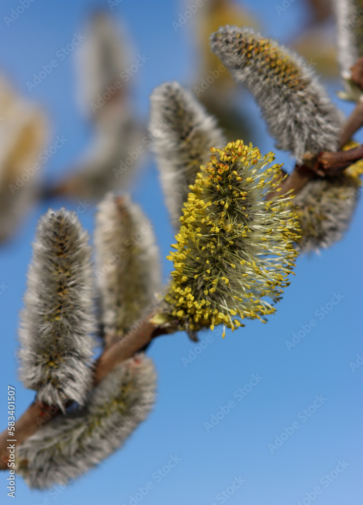 Fototapeta premium willow branch with catkins