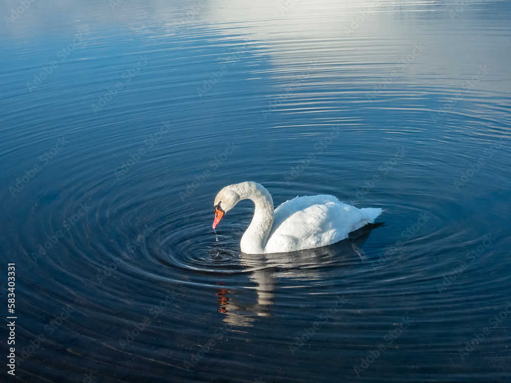 Obraz premium 山中湖のコブハクチョウ