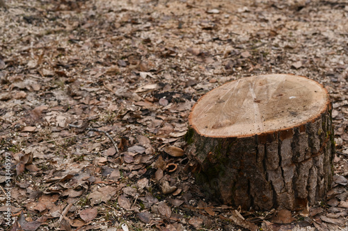 the stump of a sawn tree