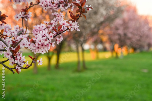 flowers on a tree branch. the concept of spring. plum pissardi. spring greeting card. copy space. shallow depth of field photo