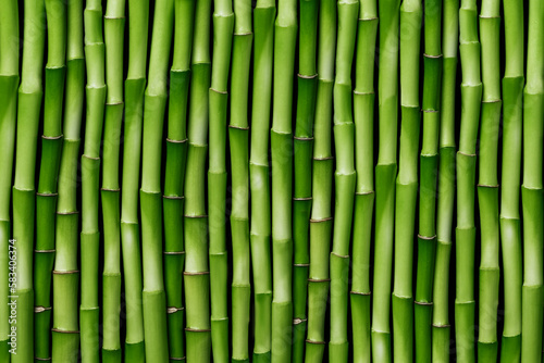 Fototapeta Naklejka Na Ścianę i Meble -  Bamboo stems background. Green bamboo shoots in a row. Bamboo fence wallpaper.