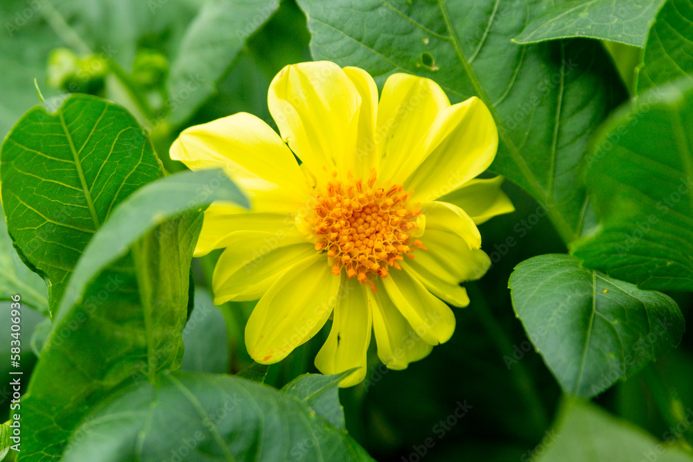 A bright yellow dahlia flower in a summer garden. A bright yellow dahlia flower in a summer garden.