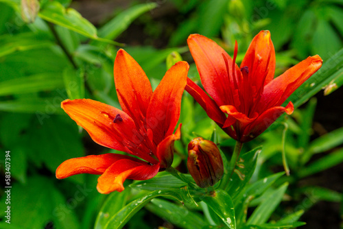 Red orange lilies in the summer garden