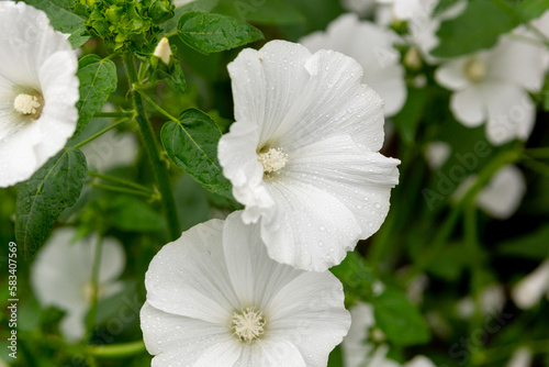 White flowers of lavatera in the summer garden.