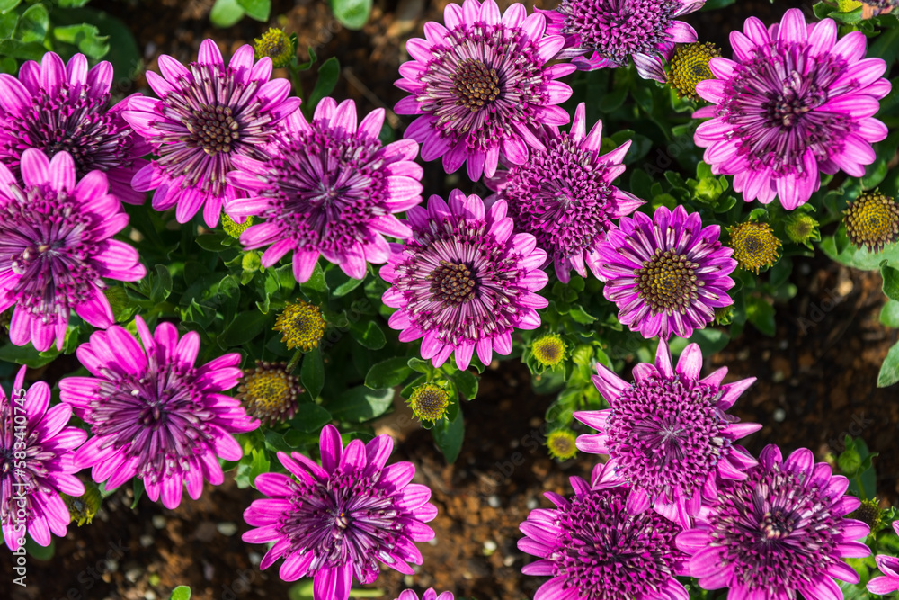 beautiful bright purple Osteospermum Eklona in garden like background beautiful bright purple Osteospermum Eklona in garden like background
