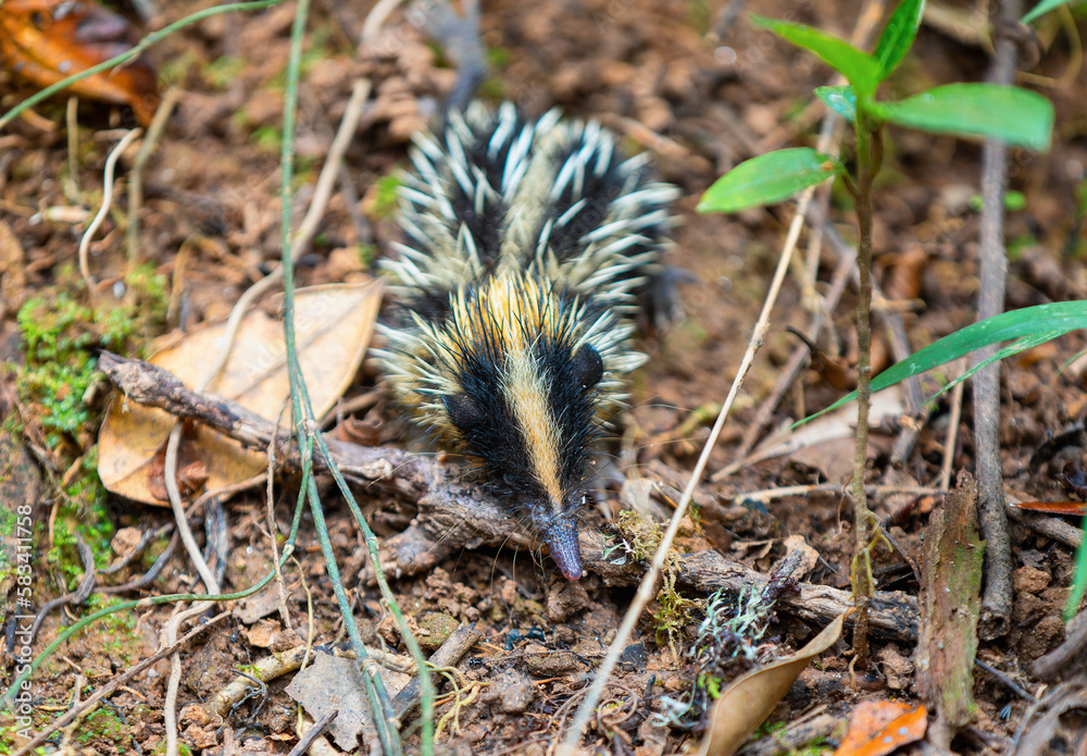 Fototapeta premium Lowland Streaked Tenrec (Hemicentetes Semispinosus), wild endemic animal in natural habitats tropical lowland rain forests. Andasibe-Mantadia National Park- Analamazaotra, Madagascar wildlife
