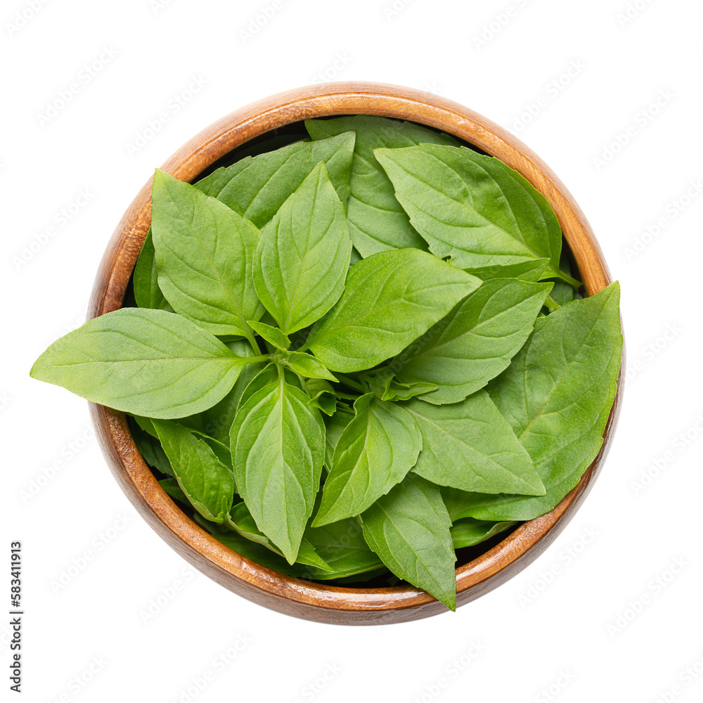 Fresh early-season Thai basil leaves in a wooden bowl. Ocimum basilicum var. thyrsiflora, variation of sweet basil, native in Southeast Asia, with anise- and licorice-like flavor. Isolated from above. Fresh early-season Thai basil leaves in a wooden bowl. Ocimum basilicum var. thyrsiflora, variation of sweet basil, native in Southeast Asia, with anise- and licorice-like flavor. Isolated from above.