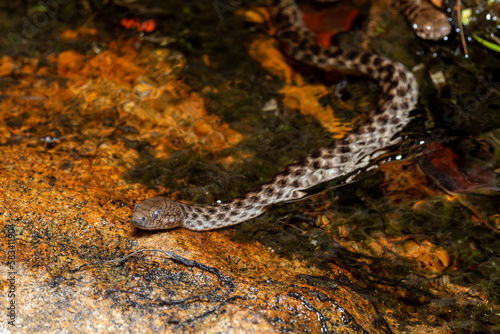 Malagasy Cat-eyed Snake, Madagascarophis colubrinus is a species of snake of the family Pseudoxyrhophiidae, nocturnal snake, Kirindy forest, Madagascar wildlife animal