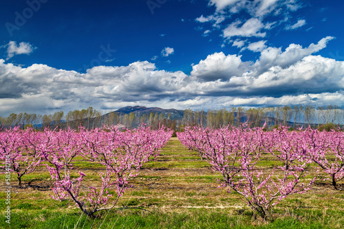 Peach trees in blossom close to Giannitsa town, Pella, Macedonia, Greece.