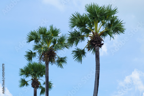 Palm trees with green branches against a blue sky with clouds. Vacation symbol in hot countries. Tropical plant.