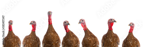 portraits of turkeys brown isolated on white